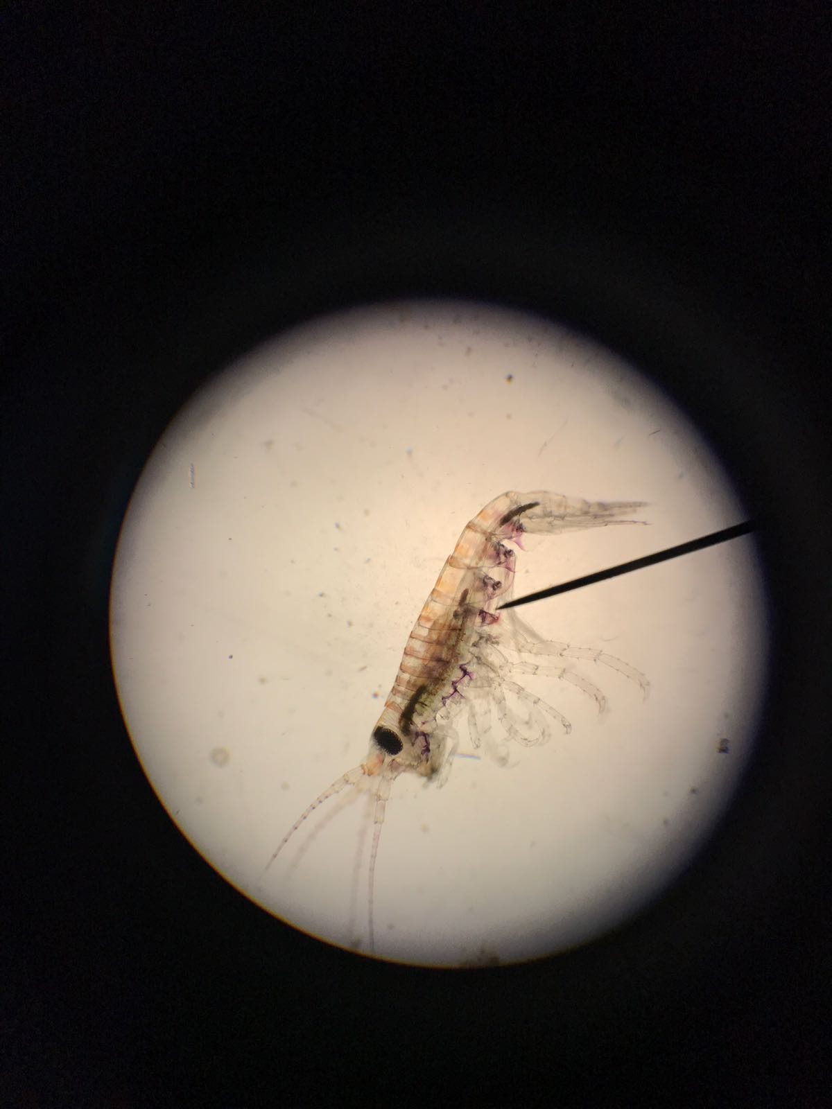 2024-25 初中科學科浮游生物外展工作坊